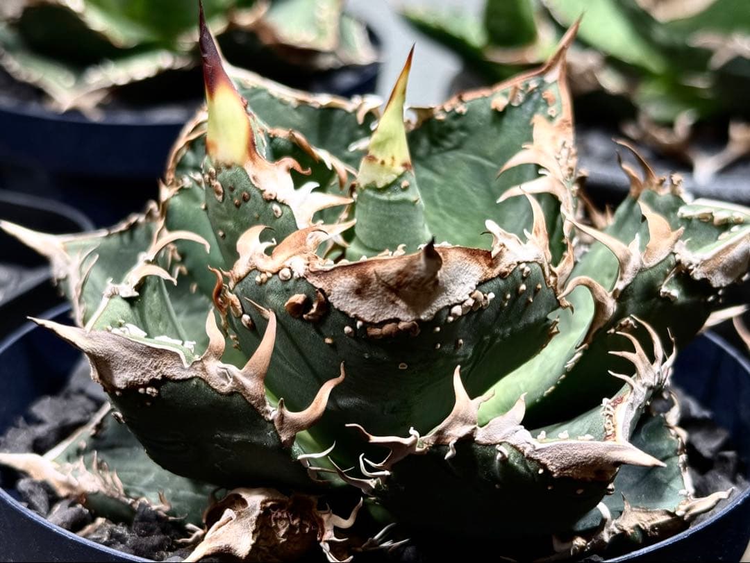 アガベ　チタノタ　金蟾　OG ぶつぶつ　子株 ブツブツ