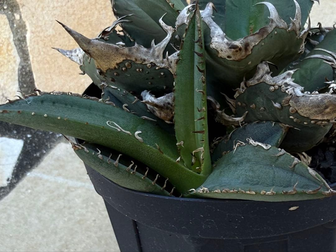 アガベ　チタノタ　金蟾　OG ぶつぶつ　子株 ブツブツ