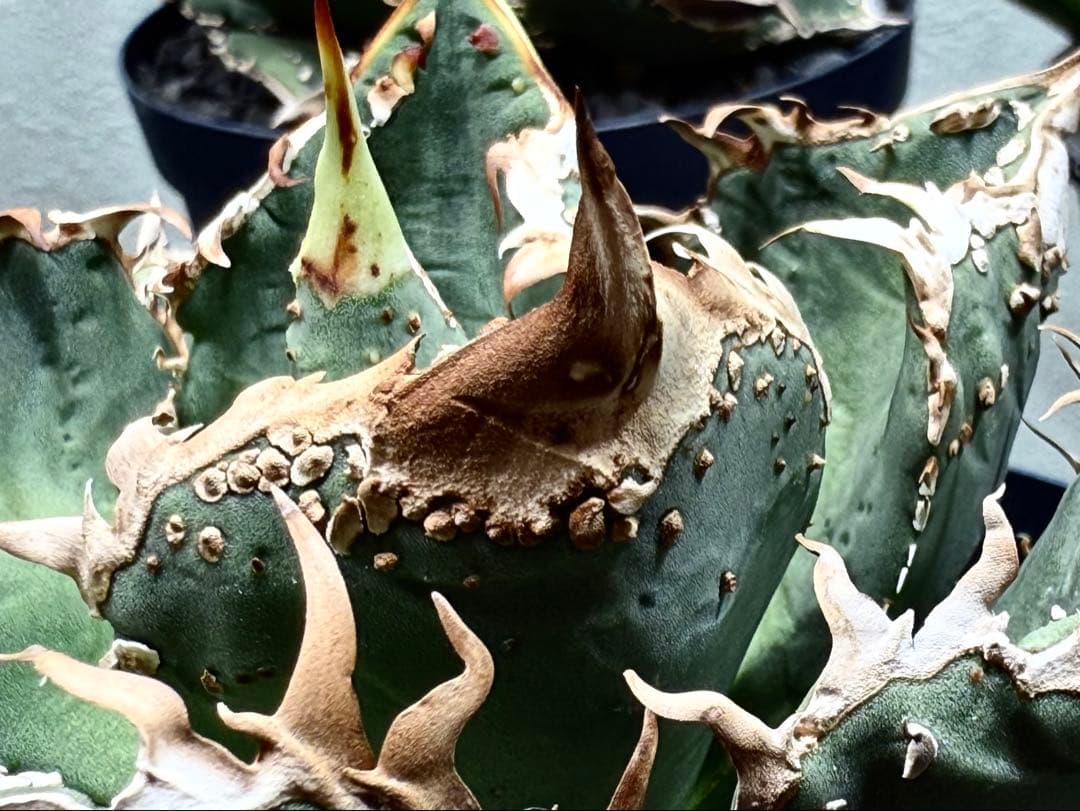 アガベ　チタノタ　金蟾　OG ぶつぶつ　子株 ブツブツ