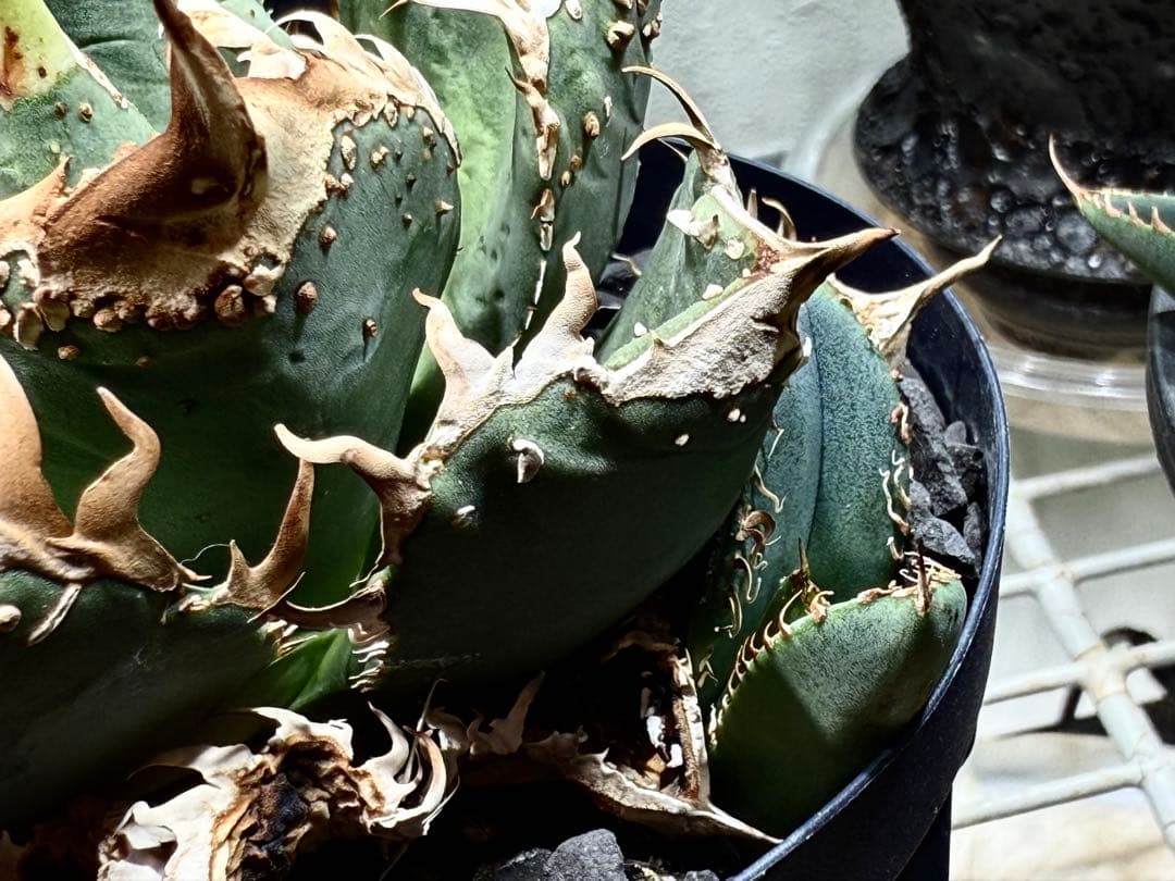アガベ　チタノタ　金蟾　OG ぶつぶつ　子株 ブツブツ