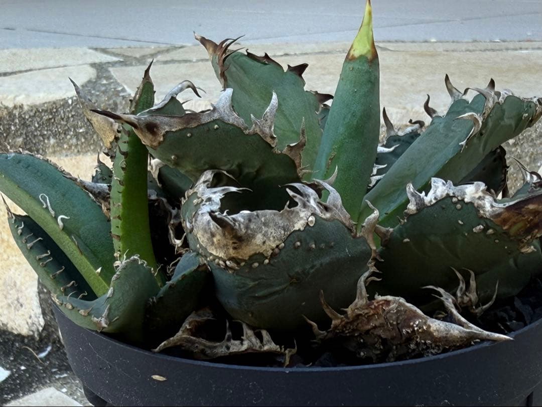 アガベ　チタノタ　金蟾　OG ぶつぶつ　子株 ブツブツ