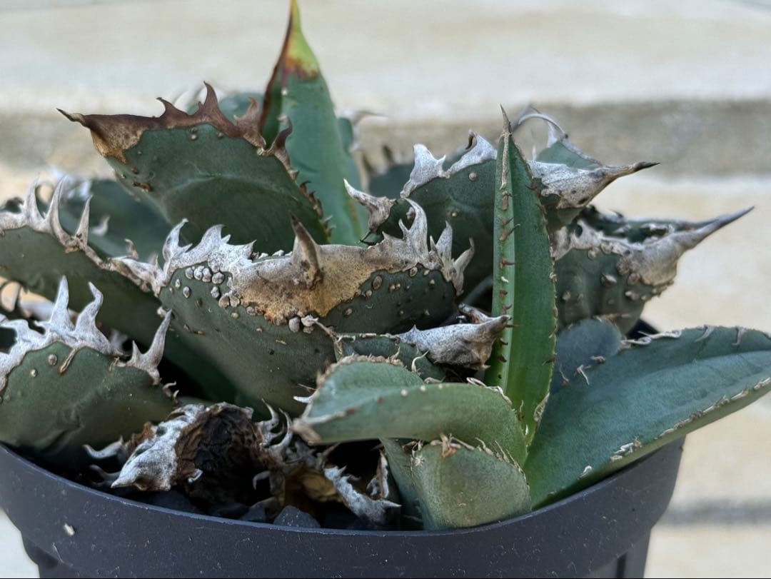 アガベ　チタノタ　金蟾　OG ぶつぶつ　子株 ブツブツ