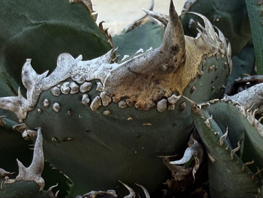 アガベ　チタノタ　金蟾　OG ぶつぶつ　子株 ブツブツ