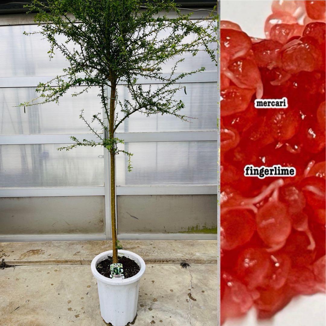 7年生　フィンガーライム実生苗／果実肥大中　樹高170センチ　10号鉢植え