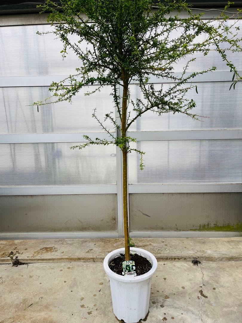 7年生　フィンガーライム実生苗／果実肥大中　樹高170センチ　10号鉢植え