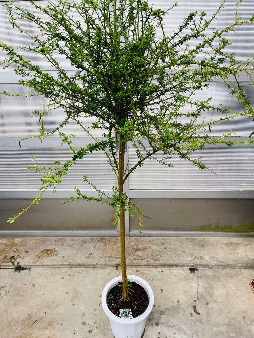 7年生　フィンガーライム実生苗／果実肥大中　樹高170センチ　10号鉢植え