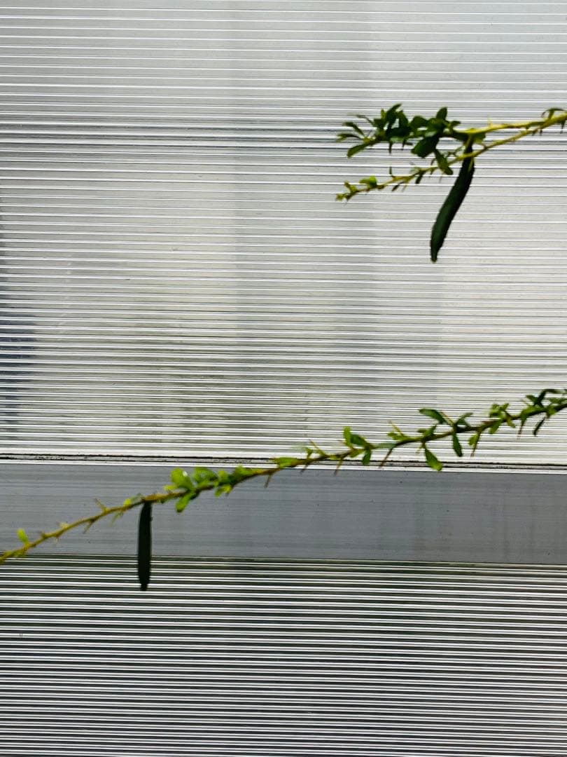 7年生　フィンガーライム実生苗／果実肥大中　樹高170センチ　10号鉢植え