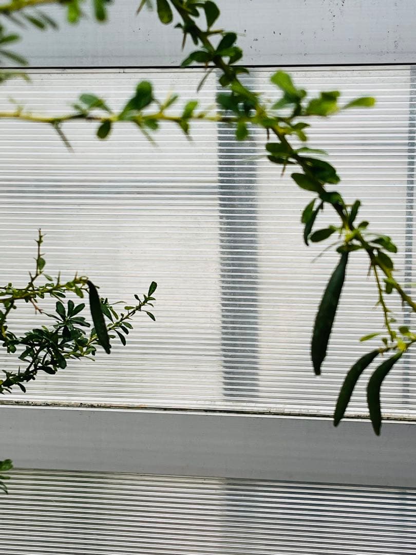 7年生　フィンガーライム実生苗／果実肥大中　樹高170センチ　10号鉢植え