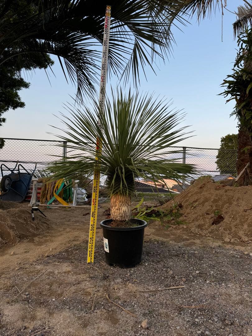 ユッカ、ロストラータ