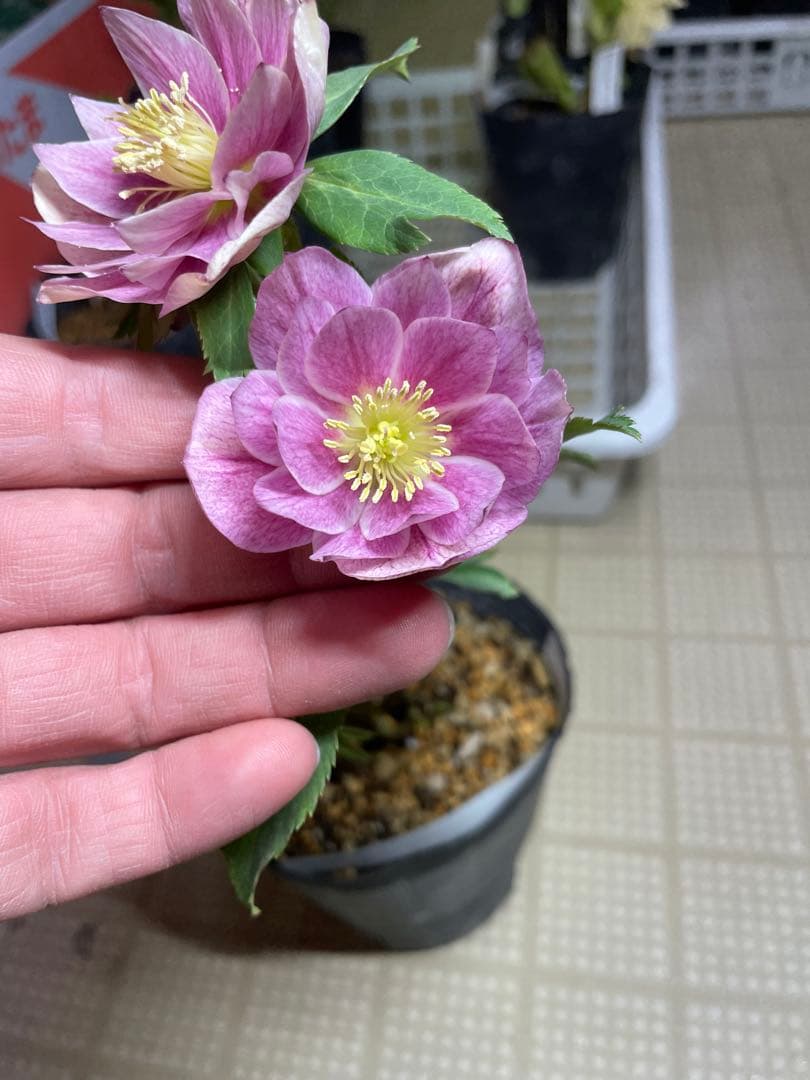 加藤農園 グロッシーカラー クリスマスローズ