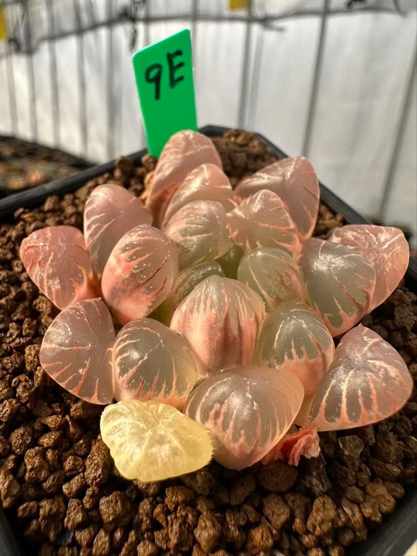 9E 多肉植物 ハオルチア 小葉紫オブツーサ錦糊斑