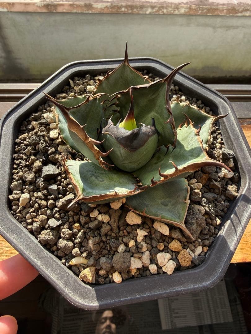 アガベ　チタノタ　Lize血統　緑犀牛　中株　親株