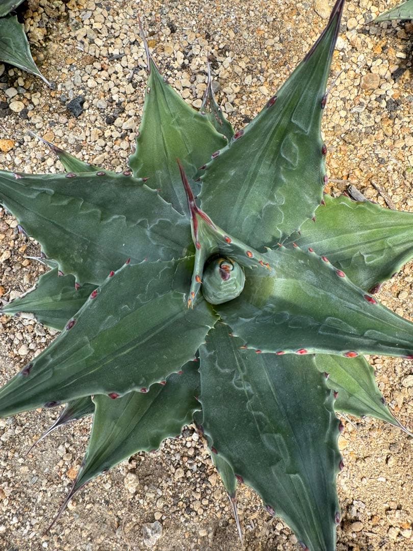 フラワー・ガーデニング Agave montana 'Lime Flash' 67