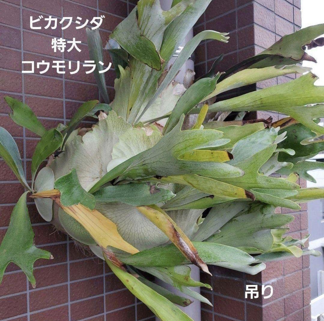 ビカクシダ 特大 コウモリラン