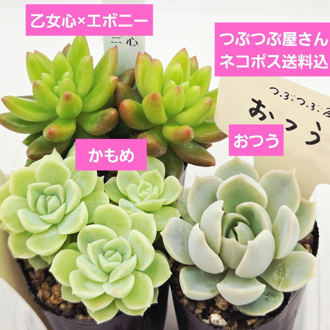 シナモン＠様 全10苗 ネコポス送料込