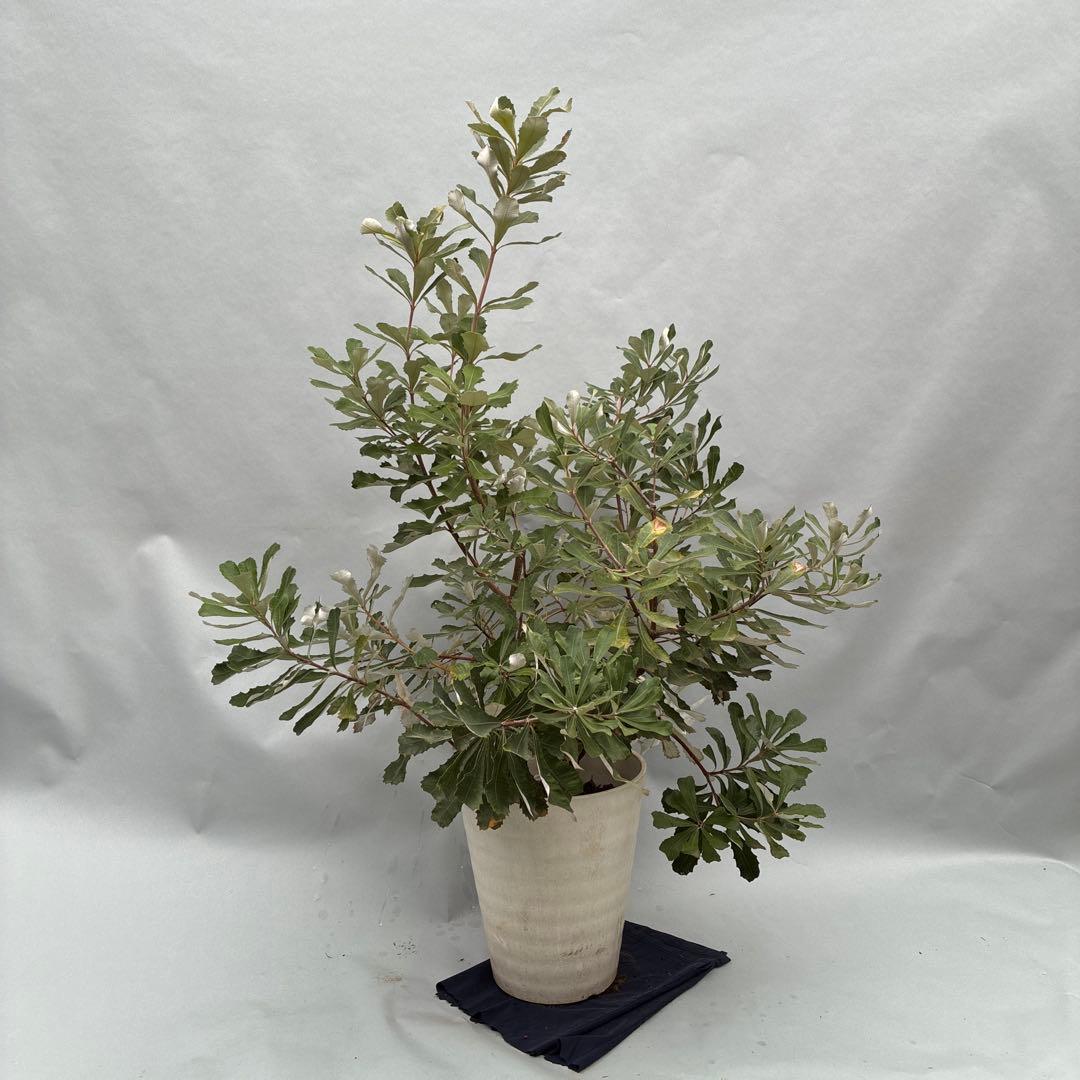 バンクシア ボリューム大