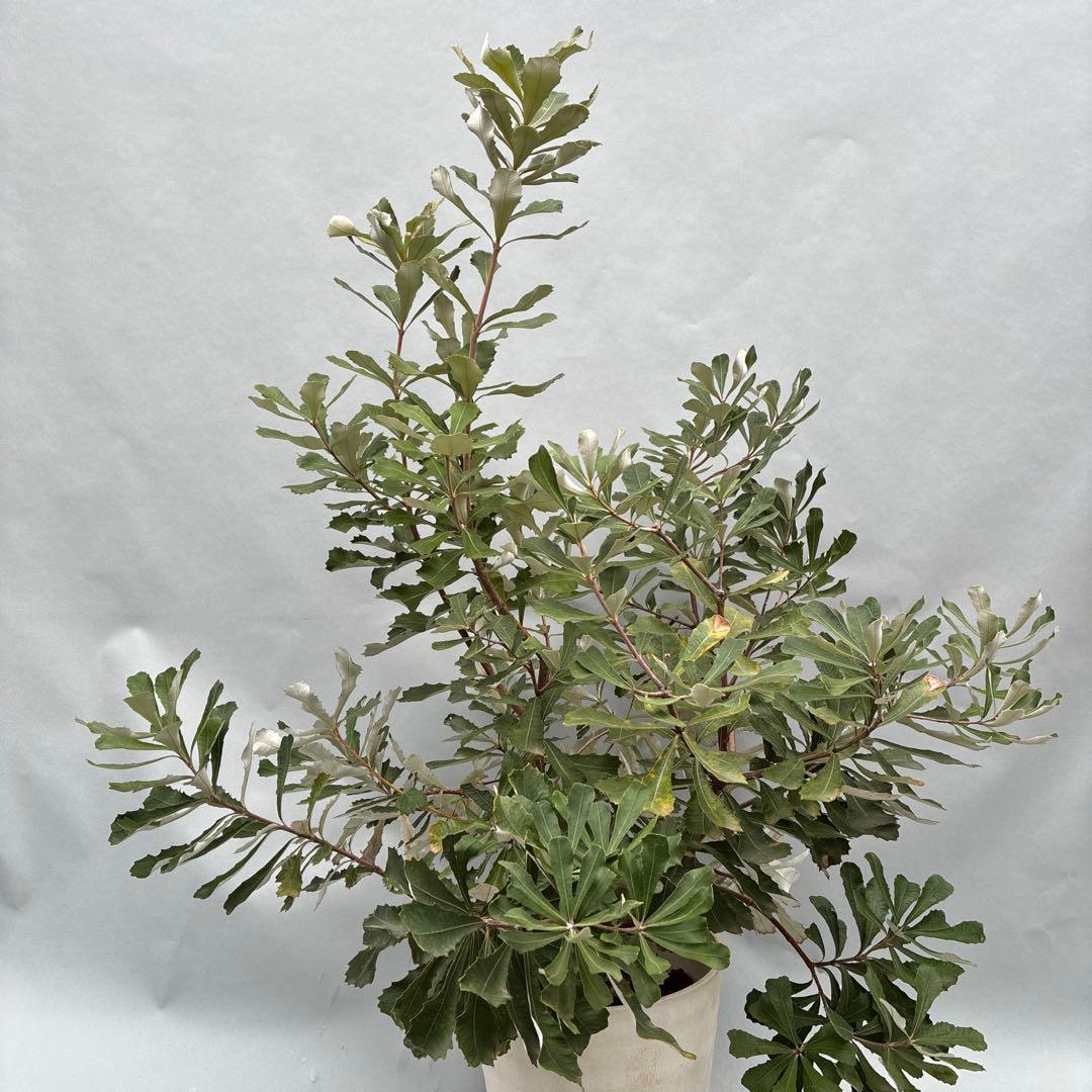 バンクシア ボリューム大