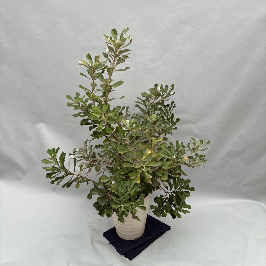 バンクシア ボリューム大