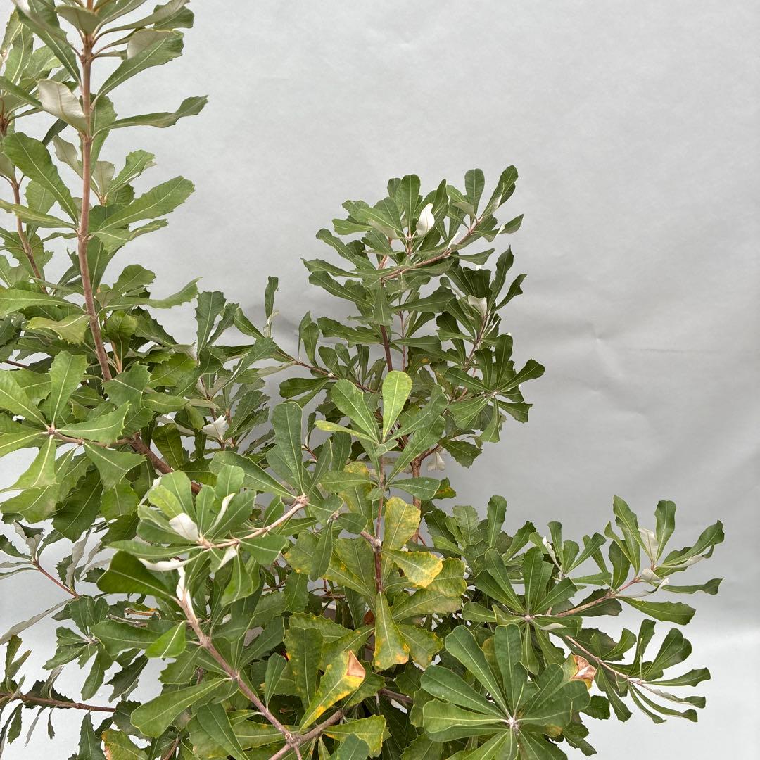 バンクシア ボリューム大