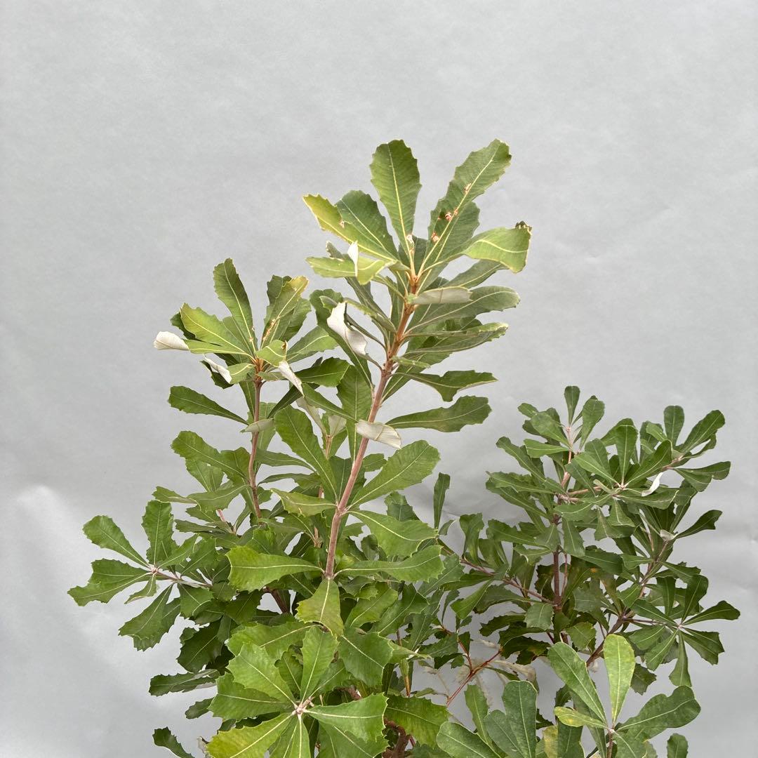 バンクシア ボリューム大