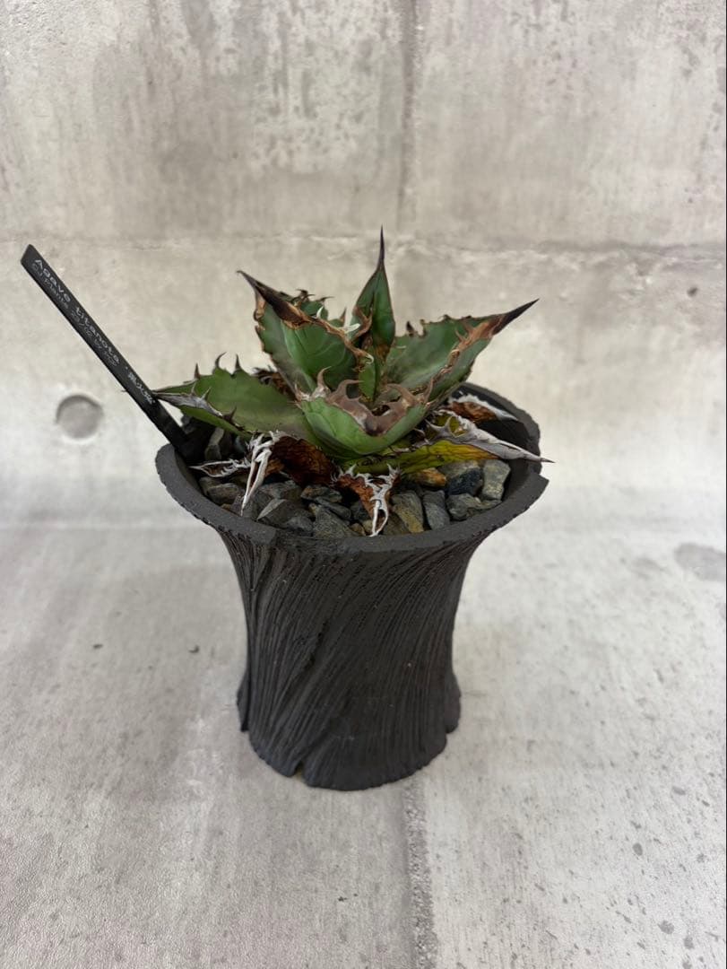 アガベ チタノタ 黒火焔 ブラックファイヤー cjplants Kikko 鉢付