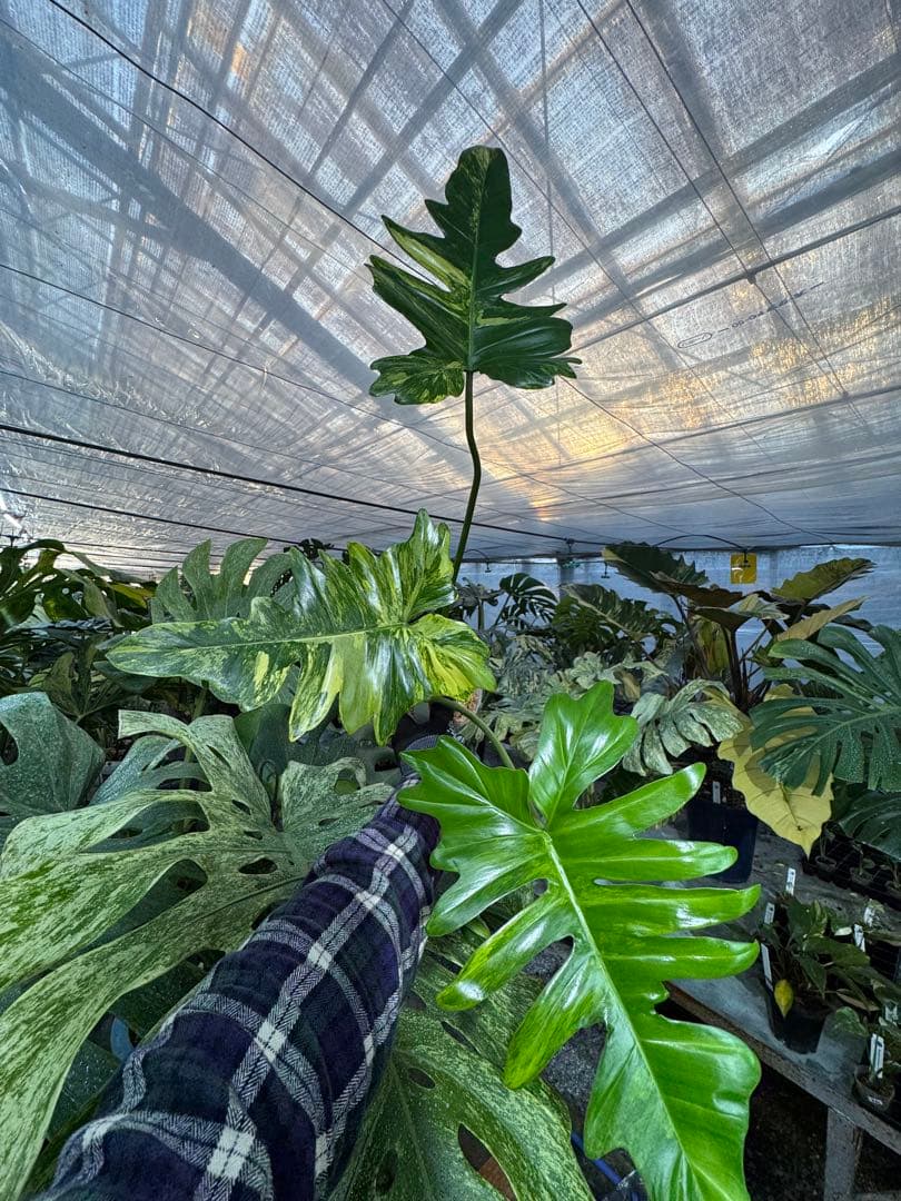 KN２フィロデンドロン　キティナ　健康カット苗