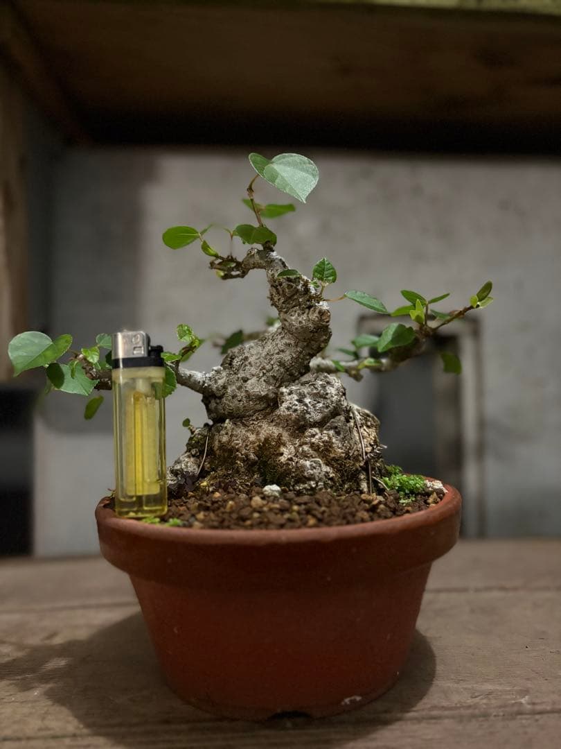 専用　オオハマボウ　小品盆栽　太幹　ハート型の葉