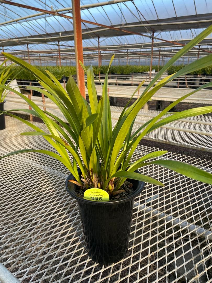 R8年キンリョウヘン花芽7本#2