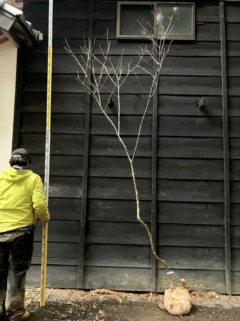 82 山採り　アオダモ