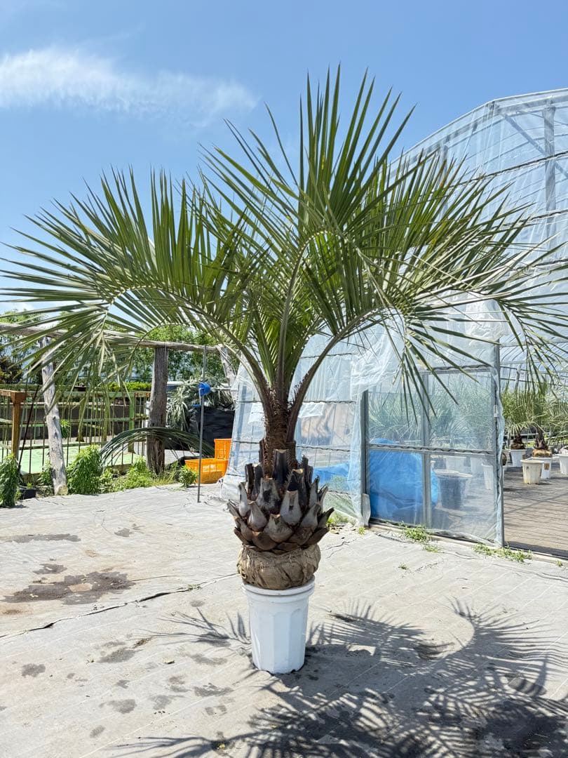 ココスヤシシルバーリーフ 【極太】葉先160cm 幹回り125cm 幹高50cm