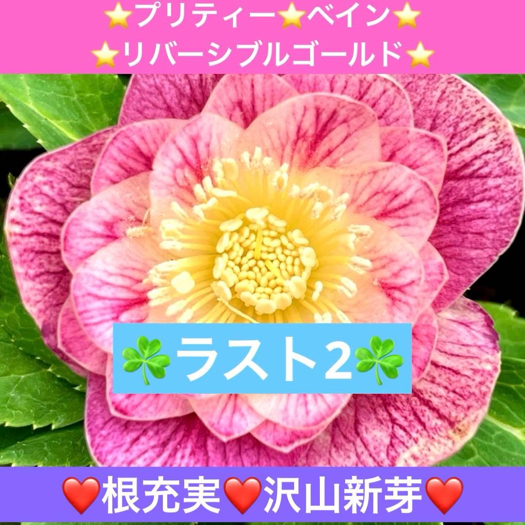 ヒ*ロ様 ☘️ラスト2☘️根充実❤️沢山新芽❤️3229⭐️プリティー⭐️ベイン