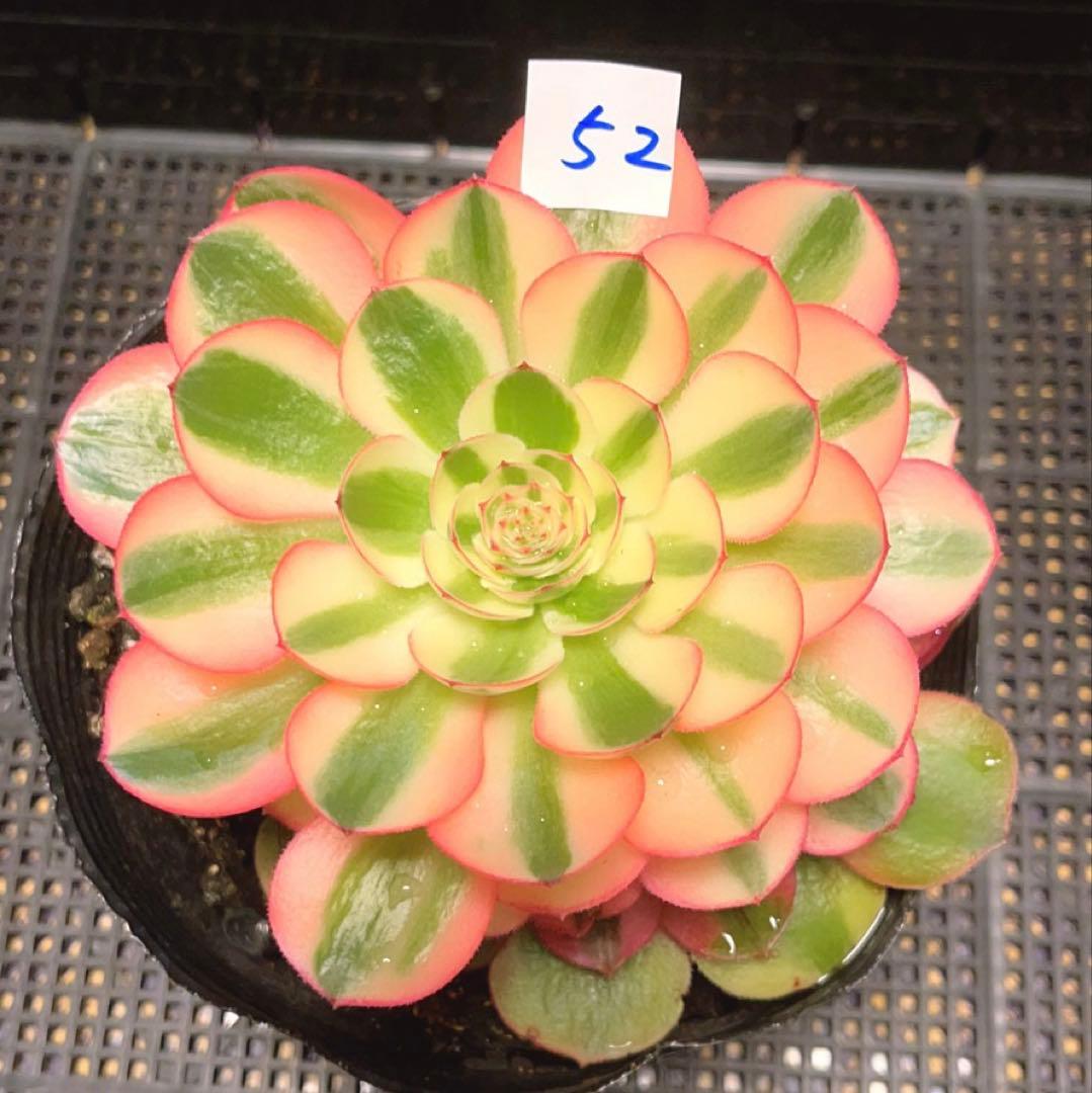 52#多肉植物アエオニウム錦❤️ヨンジャ錦❤️傾城錦❤️1大頭15cm拔き苗