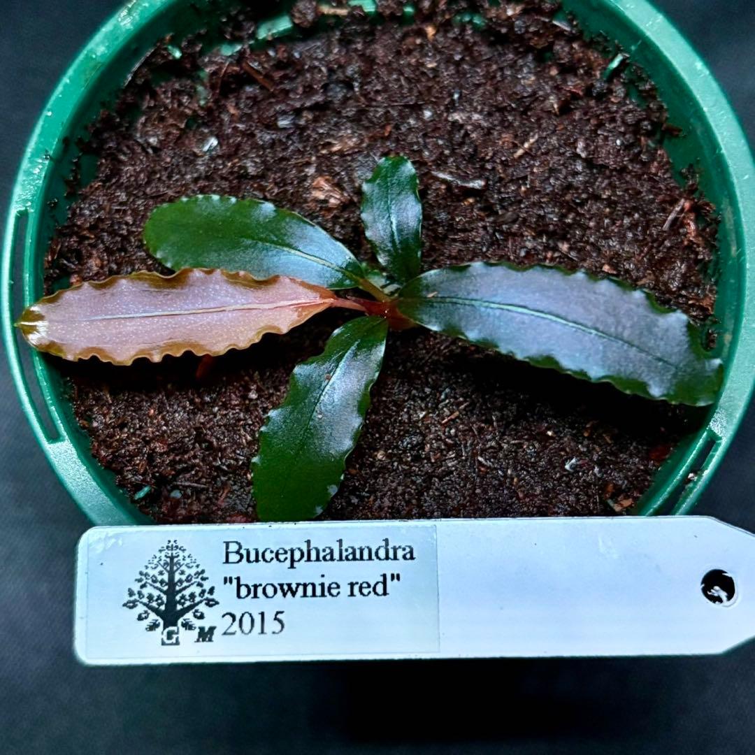 ブセファランドラsp.ブラウニーレッド2015