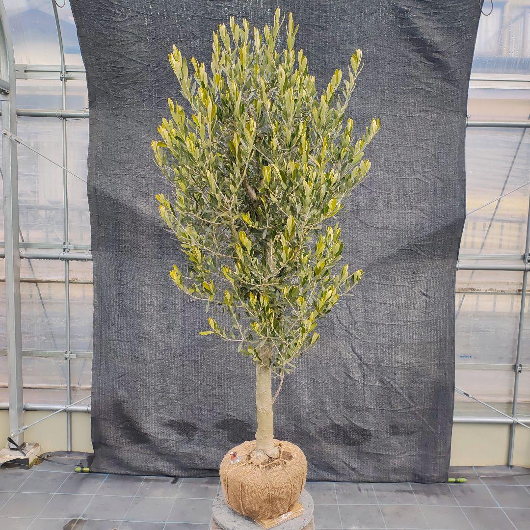 1*7様 オリ〜ブ　でぶ‼️