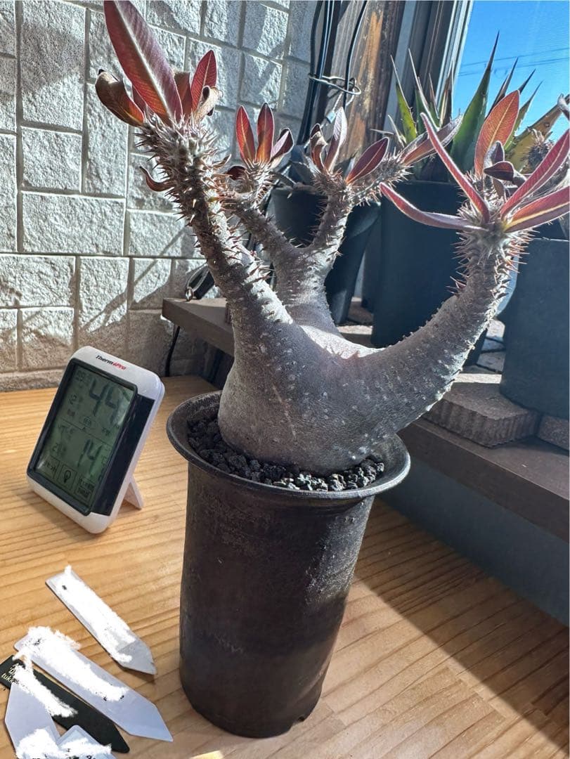 パキポディウム マカイエンセ 現地球 コレクション株