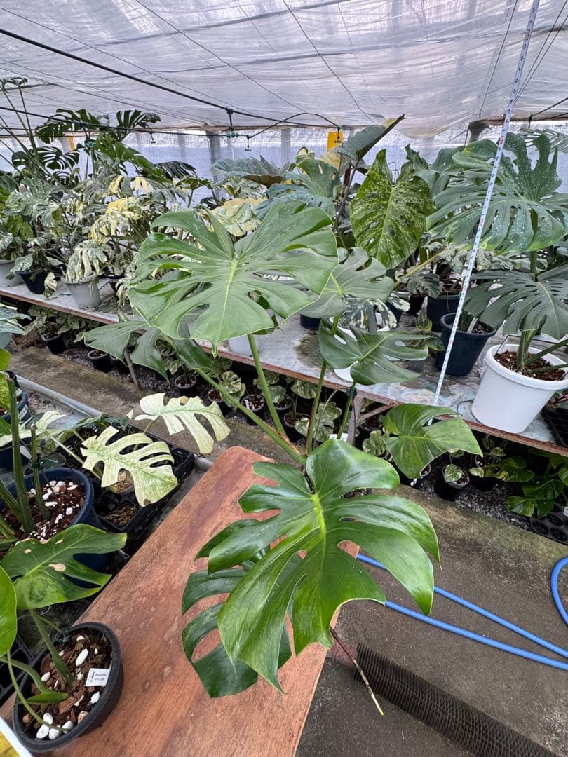 G1 モンステラ　GOG