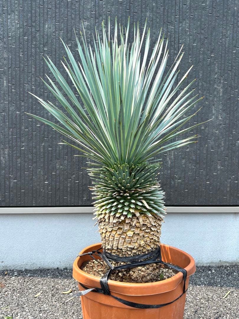 特選株　特選ブルー【ユッカ ロストラータ】リギダ トンプソニアーナ 好きに5