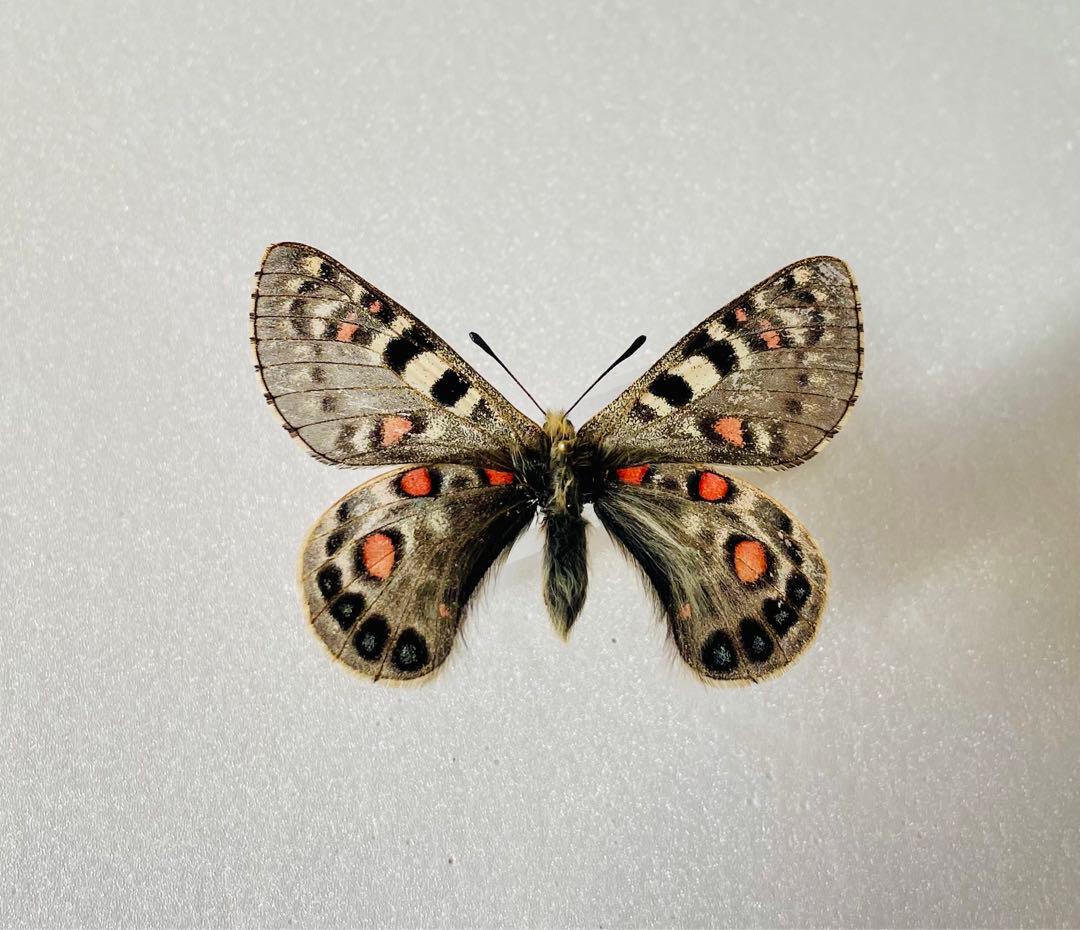 パルナシウス・アッコ（1オス、中国甘粛省キレンシャン）