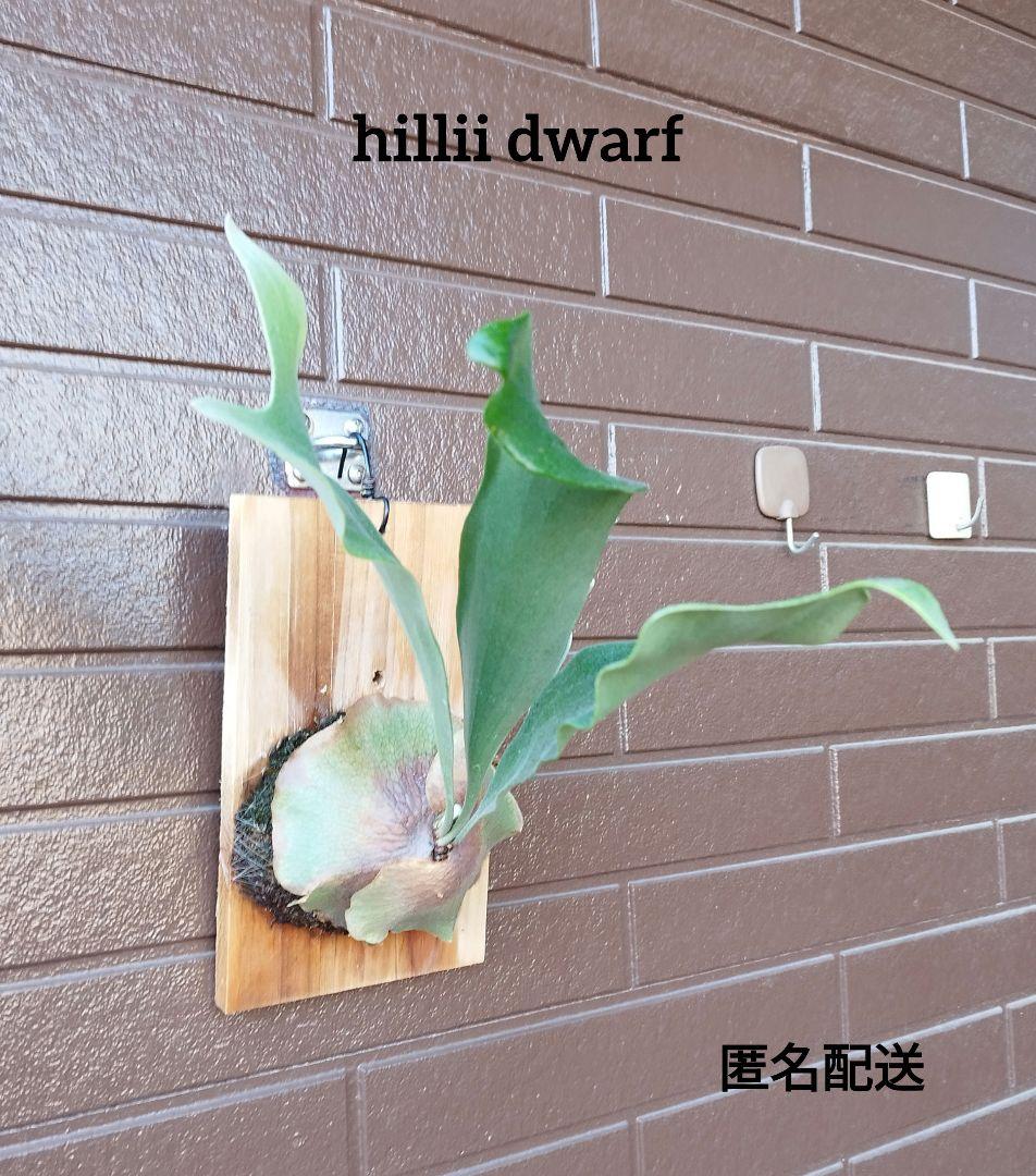hillii dwarf 株分　NO.7 ヒリードワーフ ビカクシダ