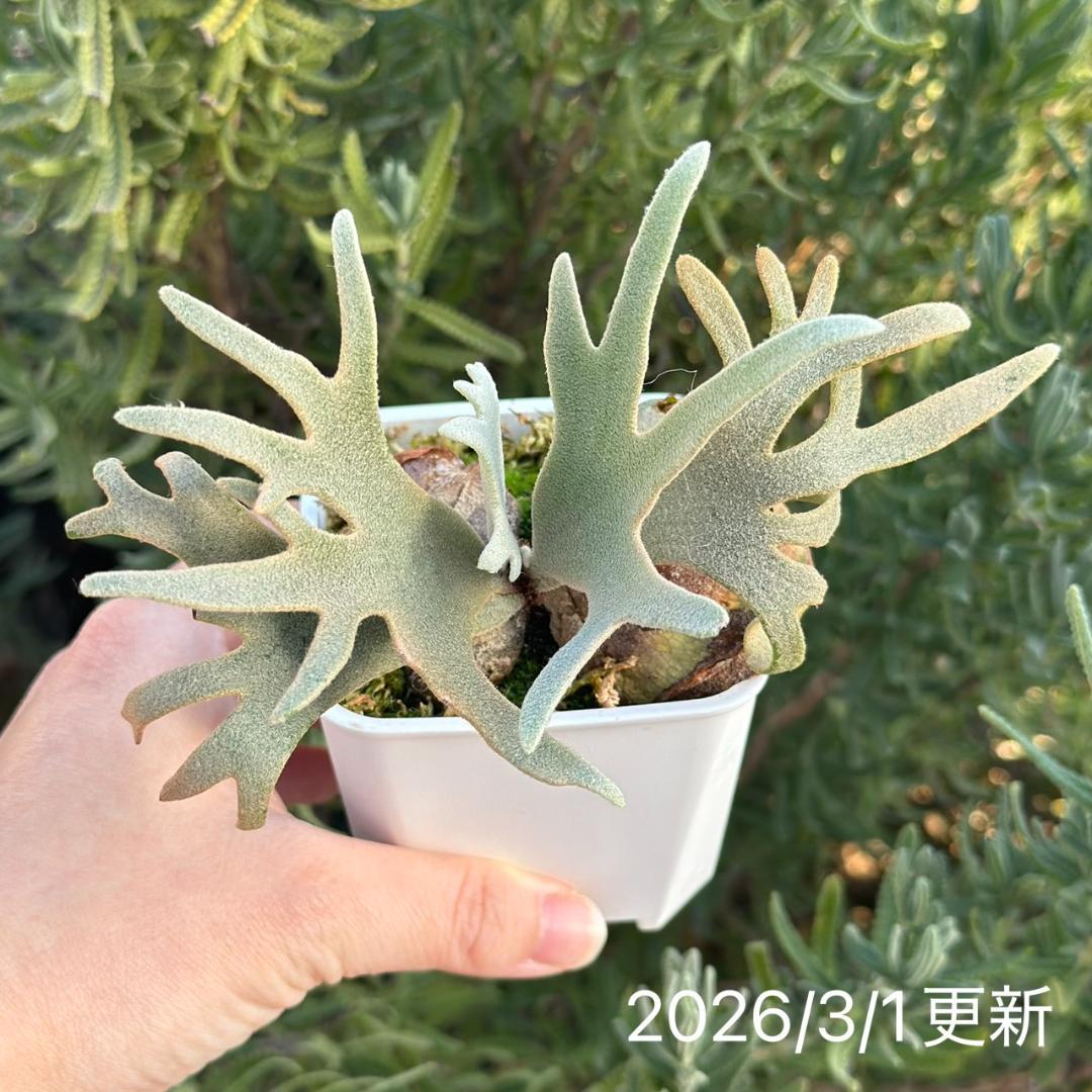 Yellow moon dwarf ’totoro’ sporeling 512