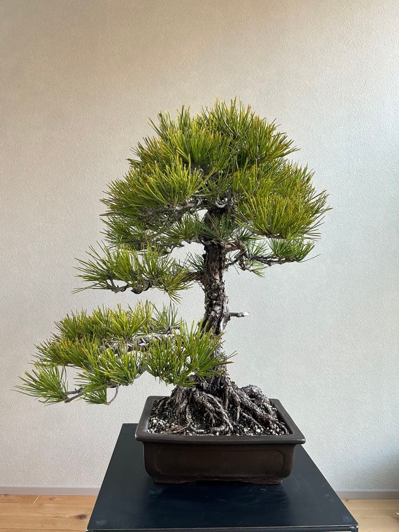 黒松　盆栽　激古　中品　足元20㎝