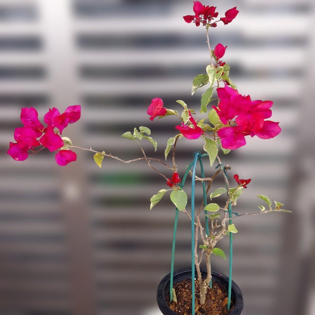 ブーゲンビリア レッド　斑入り‼️No.61　 らくらくメルカリ便発送‼️