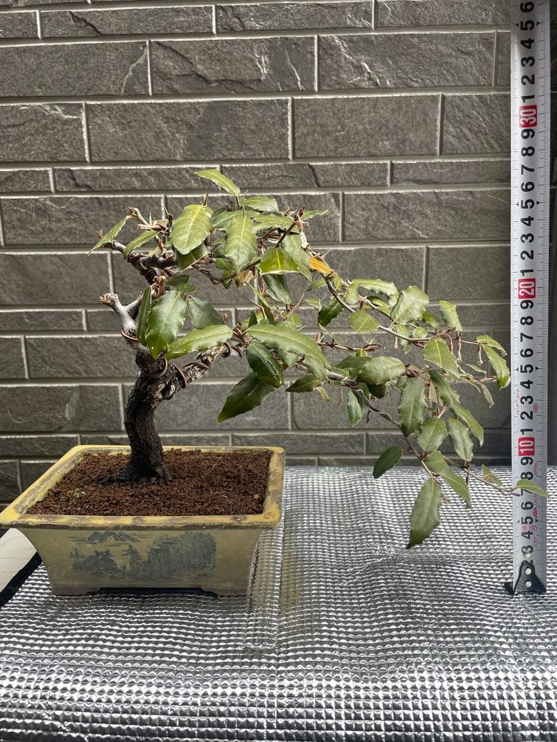 寒グミ小品盆栽右流れ吹流し　楓/紅葉/梅/黒松/五葉松