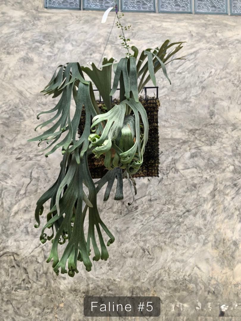 【トンクラさん新交配種】Faline#5 子株　タイ輸入株