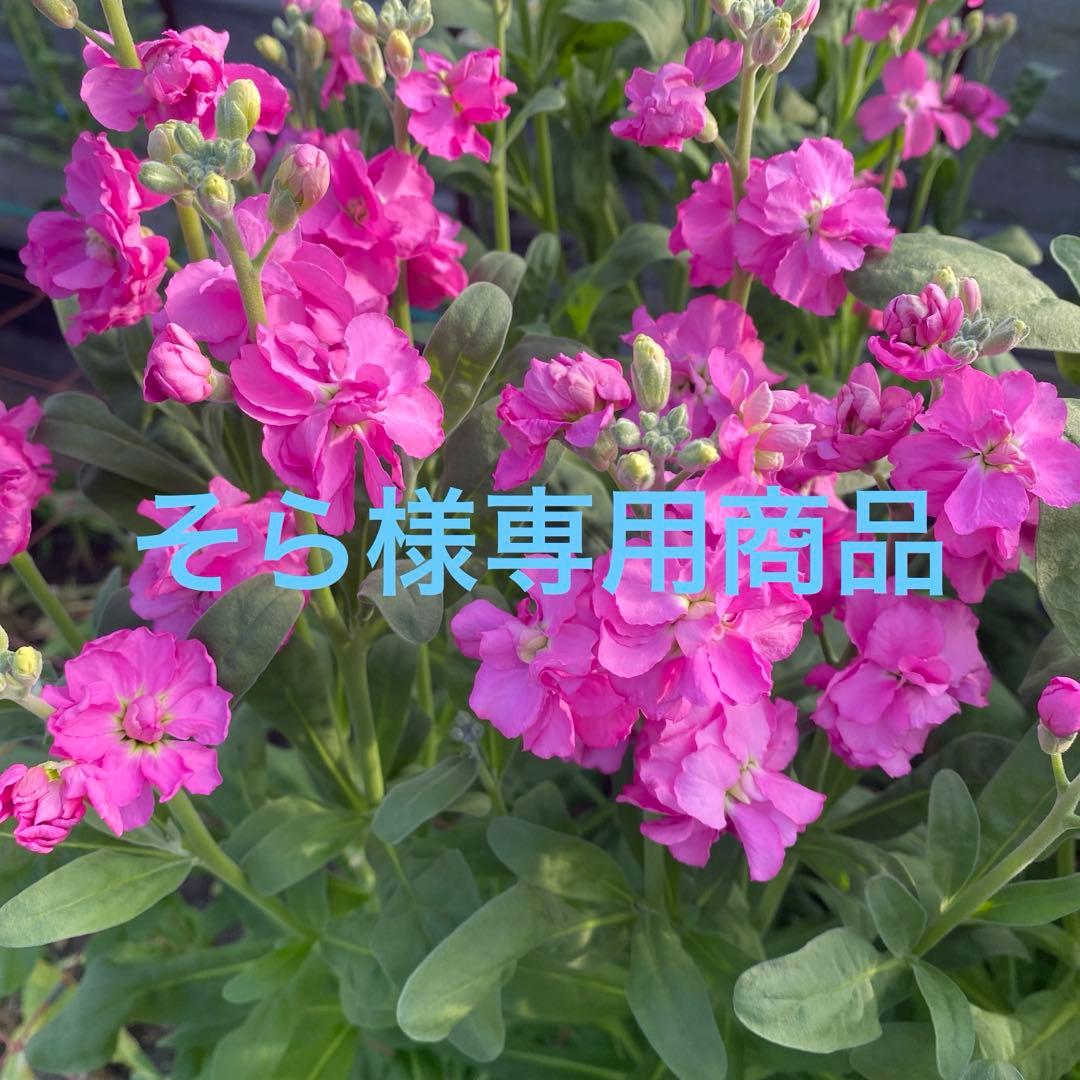 シンビジューム、スプレーストック