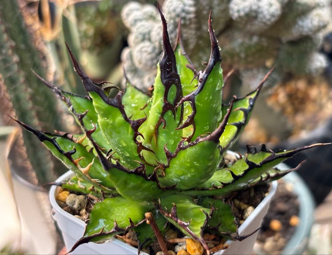 実生 強棘ホリダ 検索)オアハカ オテロイ チタノタ アガベ fo-076