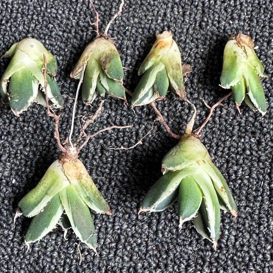 2019アガベ SAD 南アフリカダイヤモンド錦 覆輪斑 永久斑6株セット