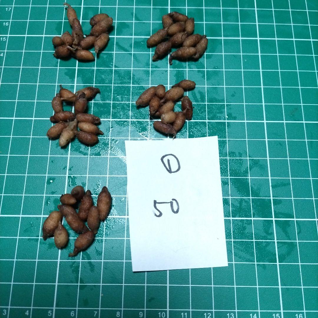 kimie chen　並　200個