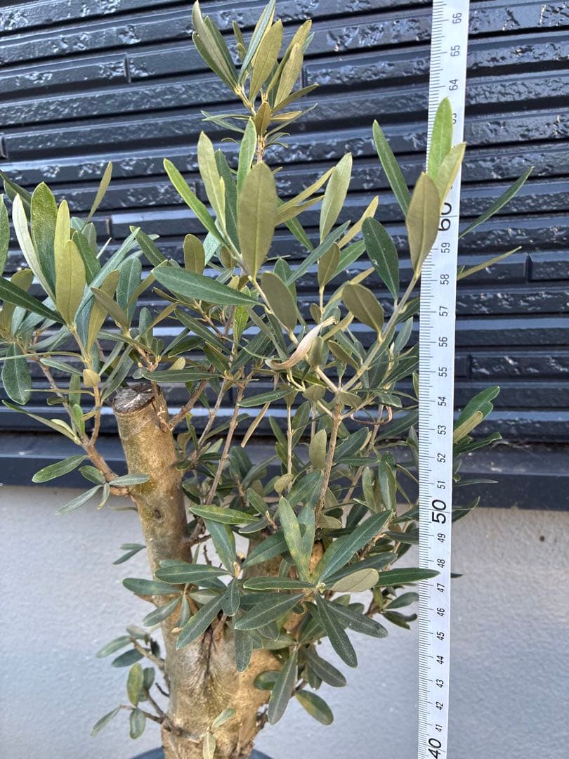 オリーブ　ミッション　太木　苗