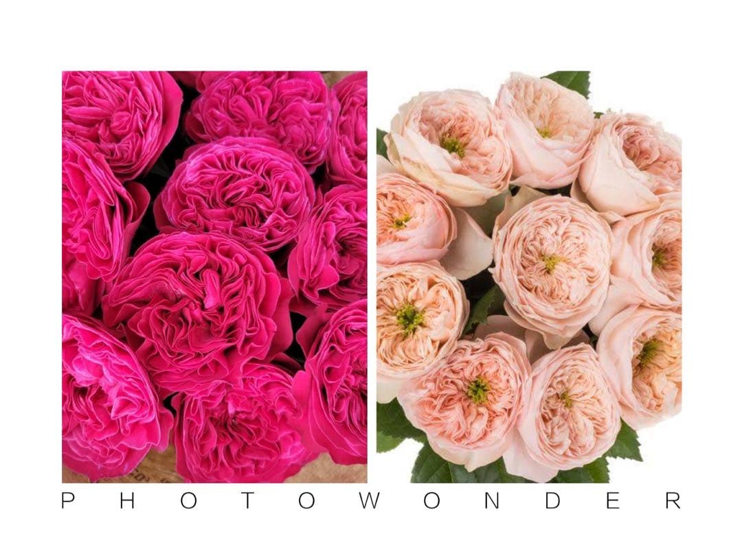 「らむ」 切り花品種バラ苗　レアバラ 2点